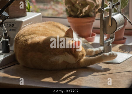A ginger marmalade cat resting on a desk in the sunshine and resting her head on her leg, Berkshire, September Stock Photo