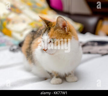 Close-up view of female tricolor cat with green eyes and red spot on the nose, sitting on the bed Stock Photo