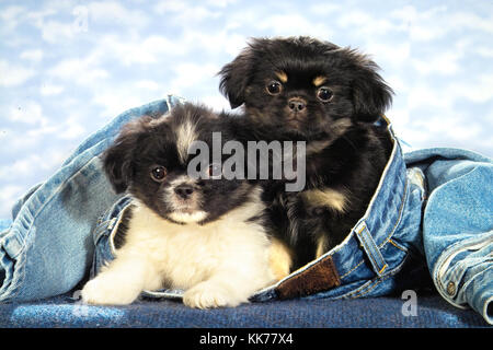 two pekingese puppies Stock Photo