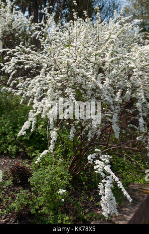 SPIREA X ARGUTA BRIDAL WREATH Stock Photo