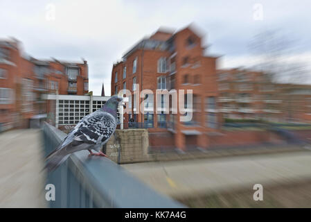 Pigeon perched on a handrail with large red brick buildings in the background (radial motion blur) Stock Photo