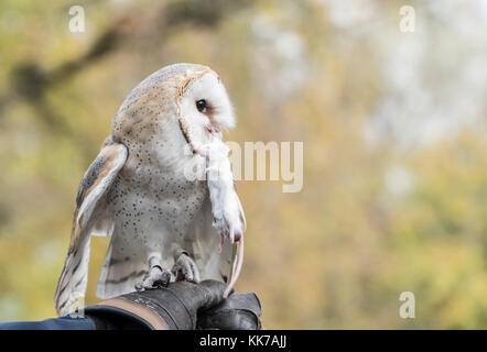 Barn owl on the falconer's glove with white mouse in the beak Stock Photo