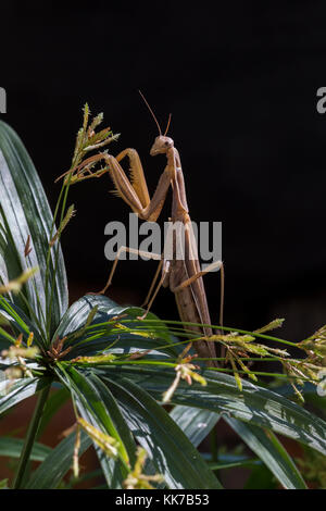 1, one, praying mantis, praying mantid, Novato, Marin County, California Stock Photo