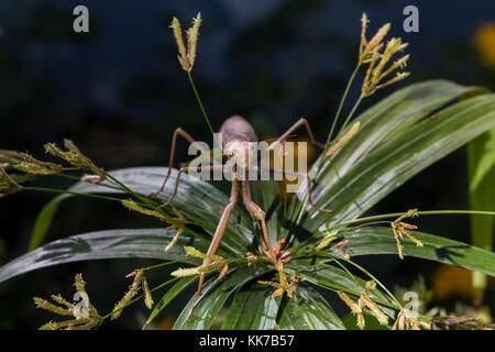 1, one, praying mantis, praying mantid, Novato, Marin County, California Stock Photo