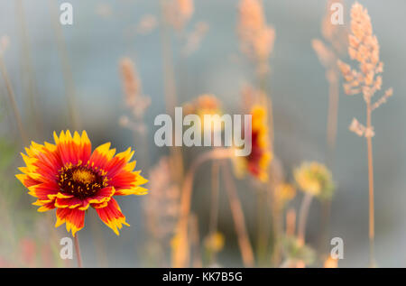 Gaillardia flower on a misty morning Stock Photo