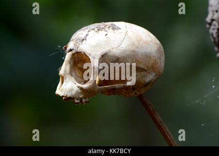 Monkey skull posed on a jungle branch Stock Photo