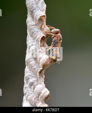 Paper wasp on nest in Malaysia Stock Photo