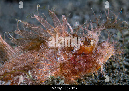 Close up image of a juvenile Ambon scorpionfish (Pteroidichthys amboinensis) on the sea floor. Lembeh Straits, Indonesia. Stock Photo