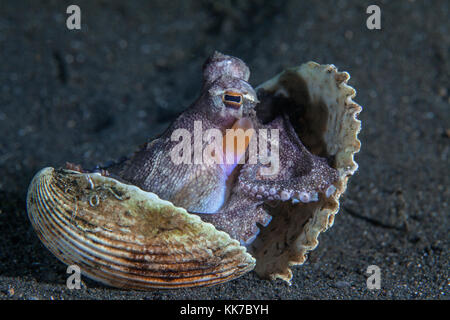 Coconut octopus ( Amphioctopus marginatus) occupies an abandoned shell on the ocean floor. Lembeh Straits, Indonesia. Stock Photo