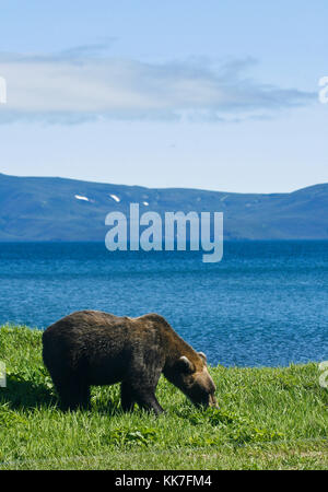 Brown bear( Ursus arctos). Kurile lake. Kamchatka. Siberia. Russia. Stock Photo