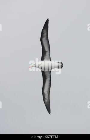 Black-browed Albatross in the southern Chilean fjords Stock Photo