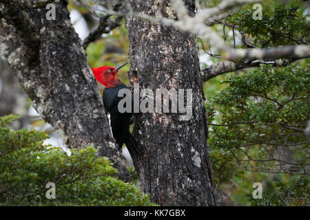 A male Magellanic Woodpecker (Campephilus magellanicus) from Carlos III Island, South Chile Stock Photo