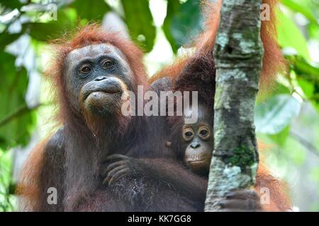 Mother orangutan and cub in a natural habitat. Bornean orangutan (Pongo  pygmaeus wurmmbii) in the wild nature. Rainforest of Island Borneo. Indonesia Stock Photo