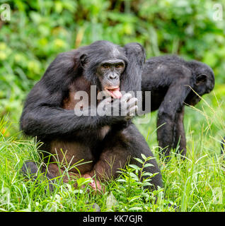 Bonobos in natural habitat on Green natural background. The Bonobo ( Pan paniscus), called the pygmy chimpanzee. Democratic Republic of Congo. Africa Stock Photo