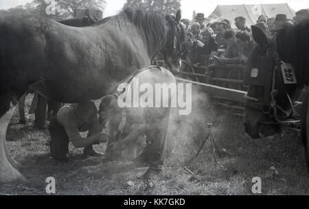 1950s, historical, two farriers working together to shoe a large shire horse at an agricultural county show, with interested spectators looking on, England, UK. Stock Photo