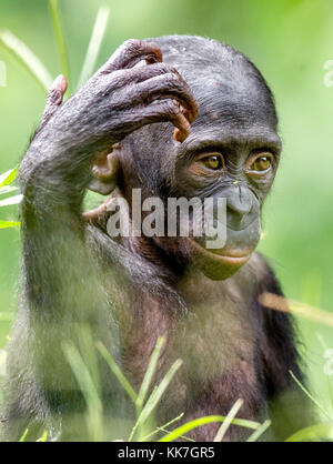 Close up Portrait of Bonobo Cub  in natural habitat. Green natural background. The Bonobo ( Pan paniscus), called the pygmy chimpanzee. Democratic Rep Stock Photo