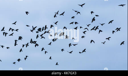 Flock of Carrion Crows flying against blue sky in West Sussex, England, UK. Stock Photo