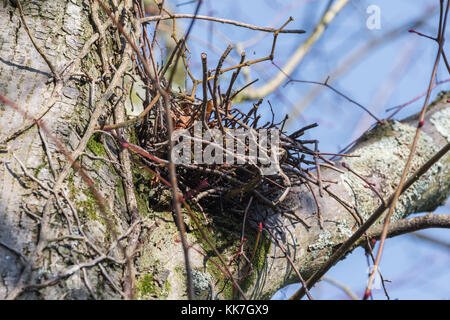 Empty birds nest in a tree in late Autumn in West Sussex, England, UK. Stock Photo