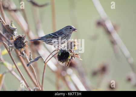 Pine Siskin, (Spinus pinus), eating Annual Sunflower, (Helianthus annuus), seeds.  Los Poblanos Fields Open Space, Albuquerque, New Mexico, USA. Stock Photo