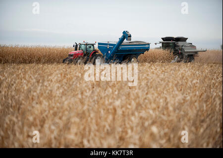 HARVESTING CORN WITH A GLEANER COMBINE ON A FARM IN BLOOMING PRAIRIE, MINNESOTA. Stock Photo