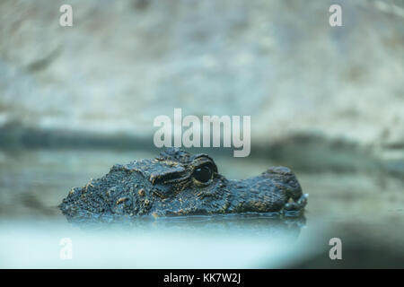 Head side view of an African dwarf crocodile, San Diego Zoo, California, USA. Stock Photo