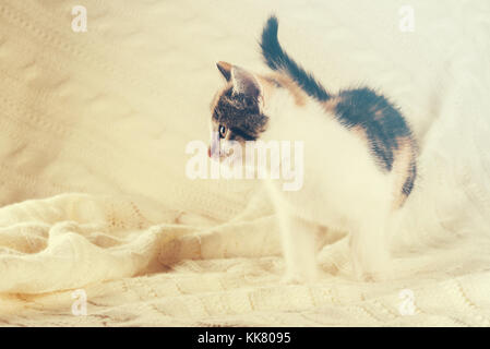 Horizontal photo of nice colorful few weeks old kitten. Cat has white, tabby and red color. Animal is standing on white knitted blanket. Nice warm lig Stock Photo
