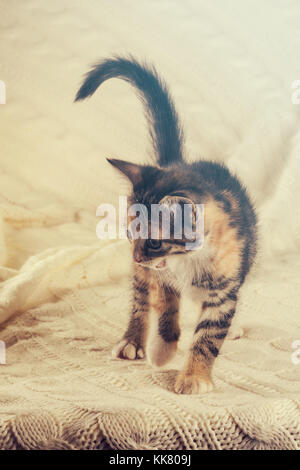 Vertical photo of nice colorful few weeks old kitten. Cat has white, tabby and red color. Animal is standing on white knitted blanket. Nice warm light Stock Photo