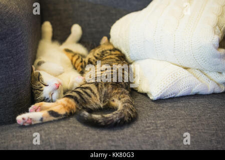 Horizontal photo of two few weeks old kittens which are sleeping together on the grey armchair. First cat is white and tabby, second is tabby and red 