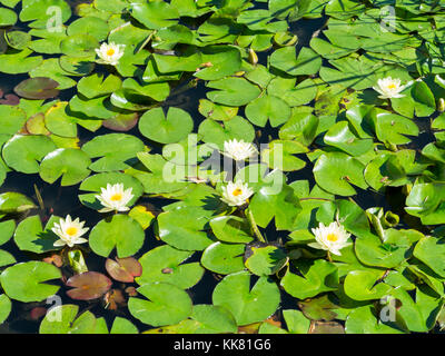 Lotus flowers and water lilies bloom at the Imperial Ancestral Temple ...