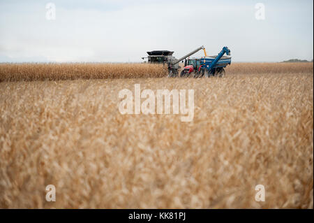 HARVESTING CORN WITH A GLEANER COMBINE ON A FARM IN BLOOMING PRAIRIE, MINNESOTA. Stock Photo