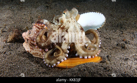 Veined (Coconut) Octopus Amphioctopus marginatus Stock Photo