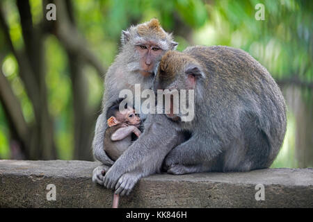 Crab-eating macaques / Balinese long-tailed macaque (Macaca fascicularis) in the Ubud Sacred Monkey Forest Sanctuary, Gianyar regency, Bali, Indonesia Stock Photo