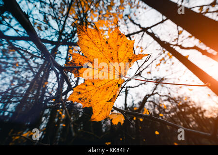 Late autumn with last yellow maple leafs and trees in background. Stock Photo