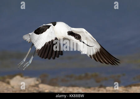 Avocet bird in flight(Recurvirostra avosetta) at RSPB Marshside, Southport, Merseyside, UK Stock Photo