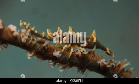 Dragon Shrimp Miropandalus hardingi on whip Coral Stock Photo