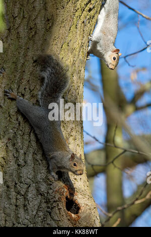 A pair of Grey Squirrels Stock Photo