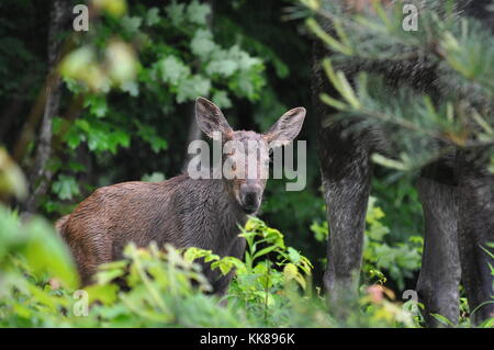 Baby moose calf in Algonquin Park Stock Photo