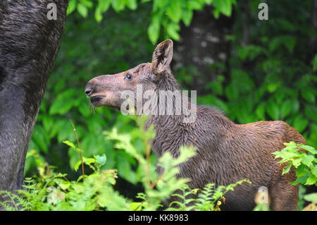 Baby moose calf in Algonquin Park Stock Photo