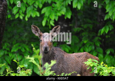 Baby moose calf in Algonquin Park Stock Photo