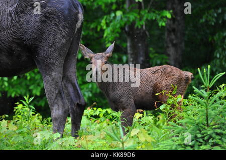 Baby moose calf in Algonquin Park Stock Photo