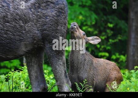 Baby moose calf in Algonquin Park Stock Photo