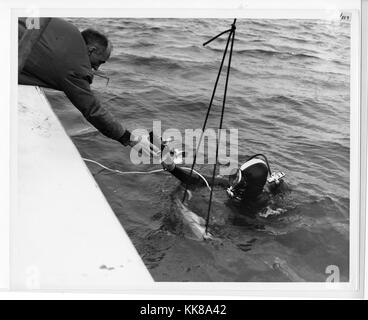 A photograph of a man on a boat handing a camera to a scuba diver, the two men were working as part of a joint effort between the Army Corps of Engineers and the State of Alaska to study tides and surf action on the Homer Spit, the study took place after the 1964 Alaska earthquake which saw a major subsidence in the land, the area is particularly at risk of damage from earthquakes and tsunamis, the 92 magnitude earthquake originated in Prince William Sound and is the second largest earthquake ever recorded, Homer, Alaska, 1965. Stock Photo