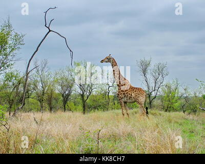 South Africa - November 7, 2011: Giraffe on morning game drive safari at Kruger National Park Stock Photo
