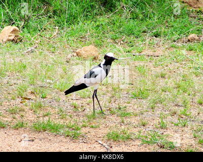 Blacksmith Lapwing on the ground, Kruger National Park, South Africa ...