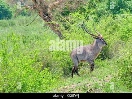 South Africa - November 4, 2011: Waterbuck (antelope) on morning game drive safari at Kruger National Park Stock Photo