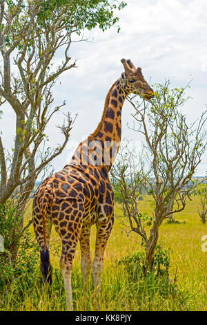 Rothchild's Giraffe eating from a tree in Uganda Stock Photo