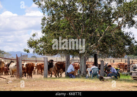 BEEF CATTLE HERDED IN YARDS Stock Photo