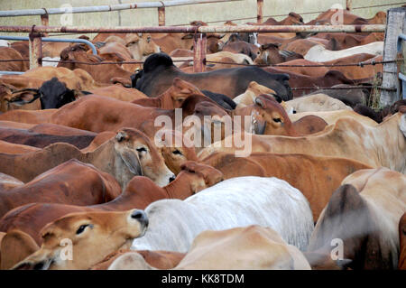 BEEF CATTLE HERDED IN YARDS Stock Photo