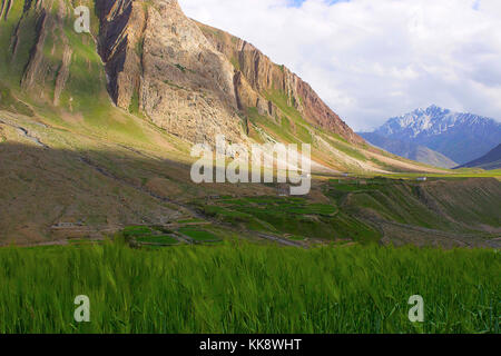 Crop field view near mountains. Himachal Pradesh, Northern India Stock Photo