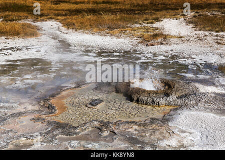 Aurum Geyser Thermal Feature in the Upper Geyser Basin, Yellowstone National Park Stock Photo